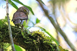 Tamaulipas Pygmy Owl