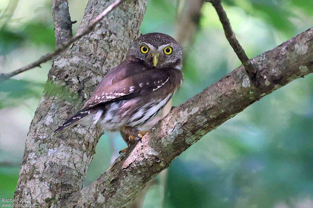 Tamaulipas Pygmy Owladult