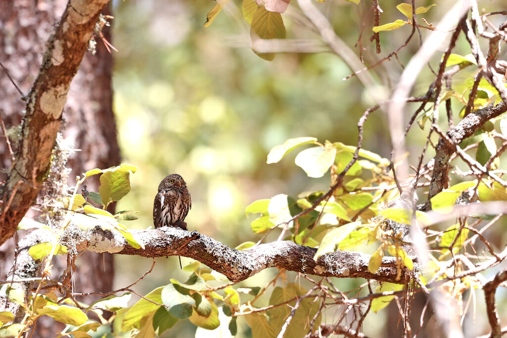 Mountain Pygmy Owl