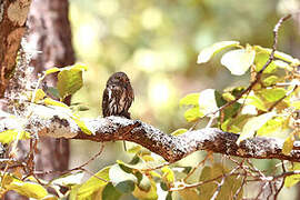 Mountain Pygmy Owl