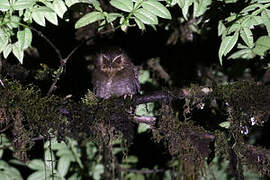 Long-whiskered Owlet