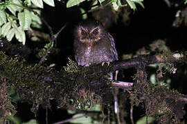 Long-whiskered Owlet