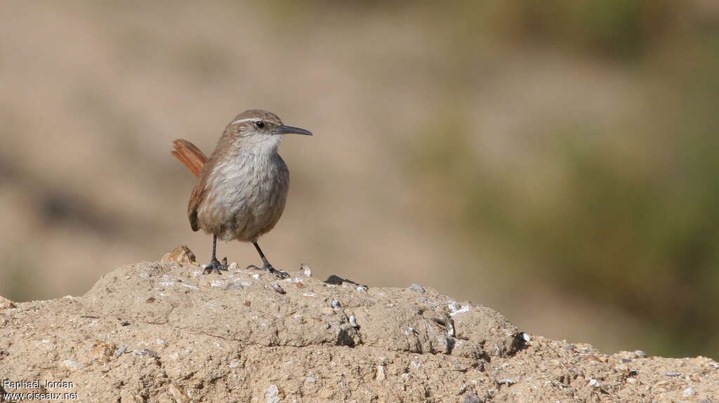 Straight-billed Earthcreeper adult