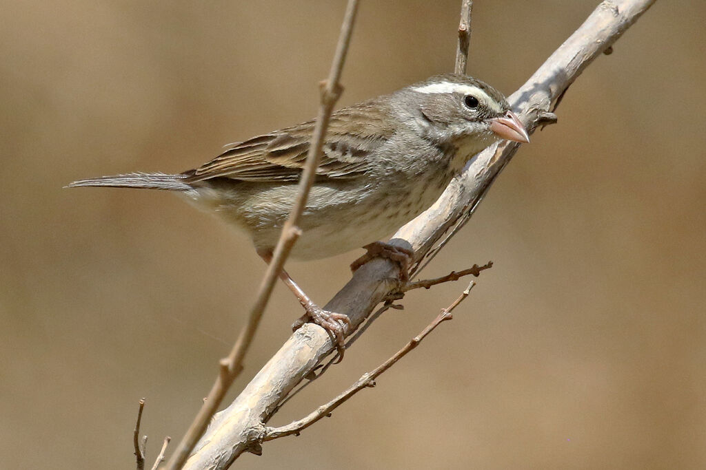 Collared Warbling Finch female adult