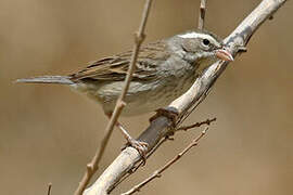 Collared Warbling Finch