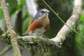 Buff-throated Warbling Finch