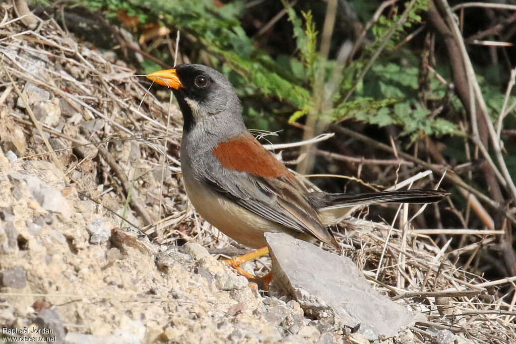 Buff-bridled Inca Finchadult, identification