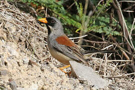 Buff-bridled Inca Finch