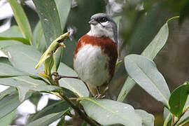 Bay-chested Warbling Finch