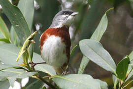 Bay-chested Warbling Finch