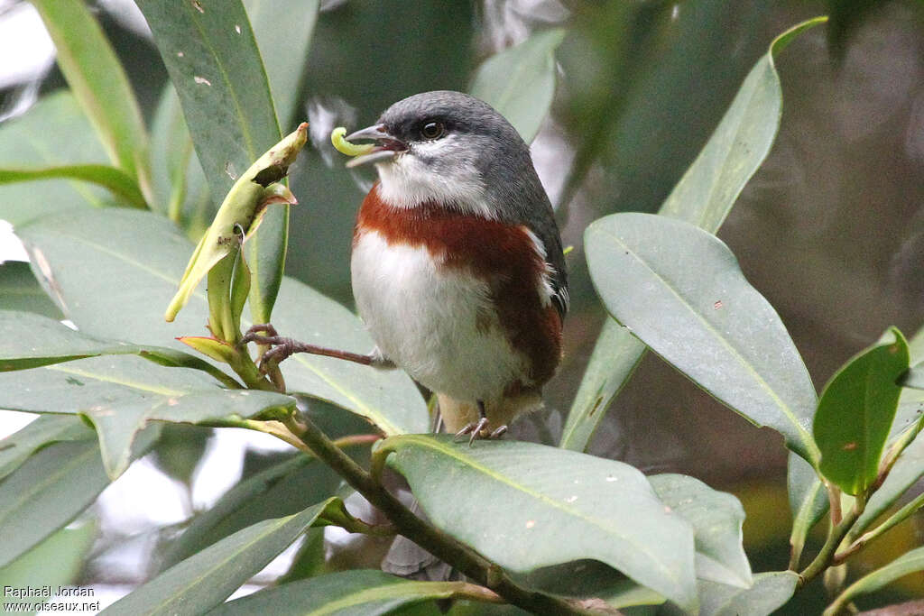 Bay-chested Warbling Finchadult