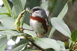 Bay-chested Warbling Finch