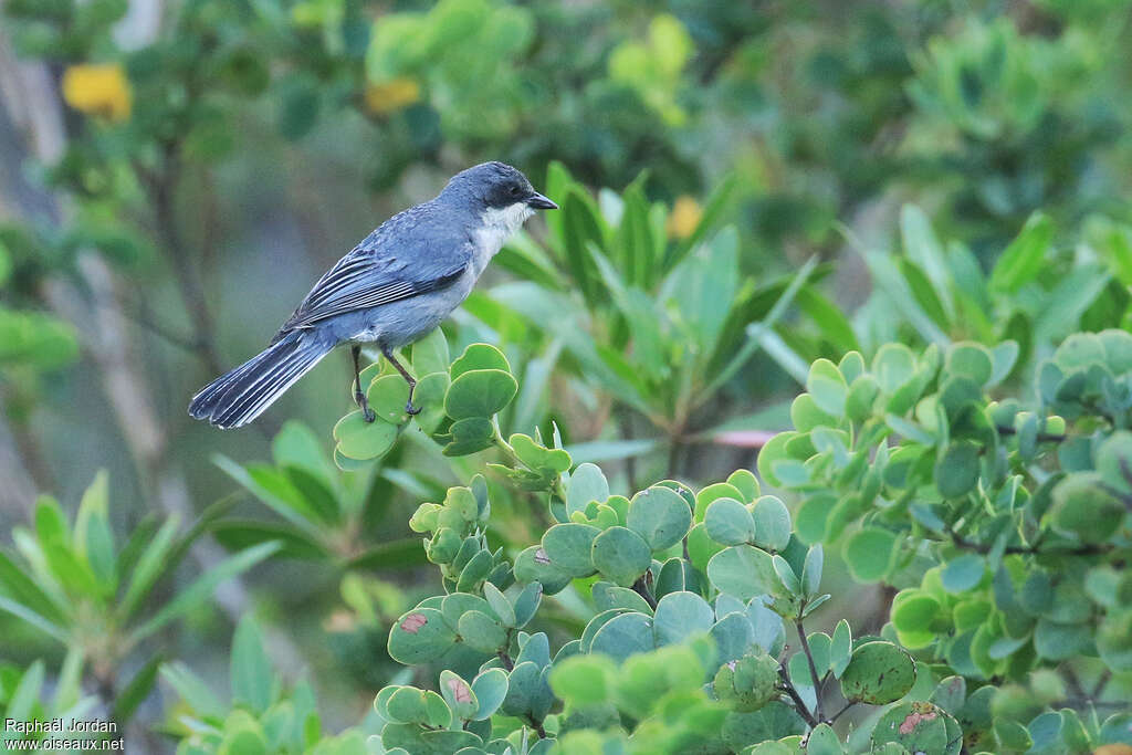 Cinereous Warbling Finchadult, identification