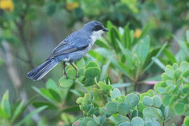 Cinereous Warbling Finch