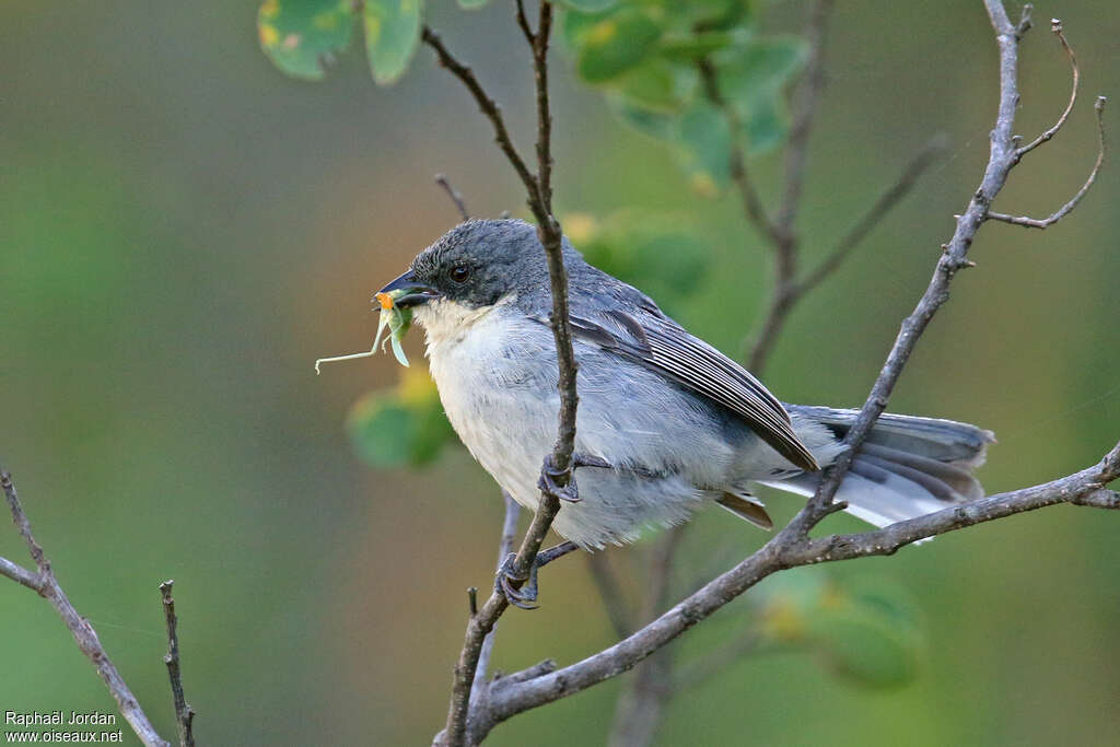 Chipiu à tête cendréeadulte, habitat, régime, Nidification