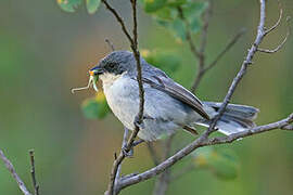 Cinereous Warbling Finch