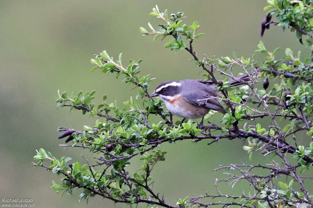 Plain-tailed Warbling Finchadult