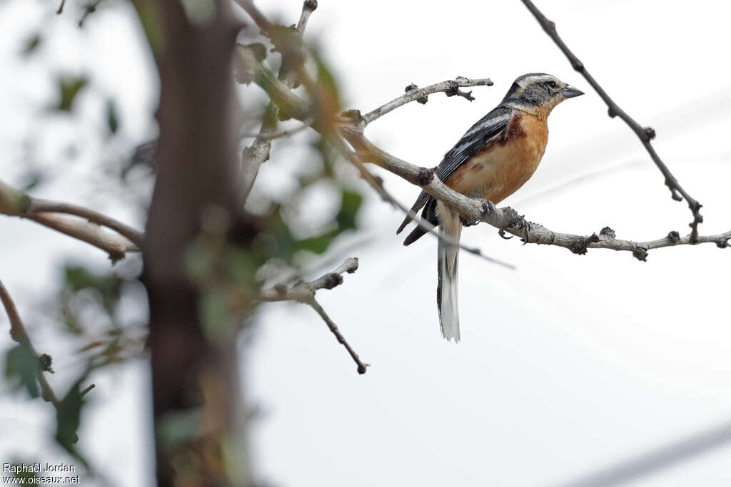 Cinnamon Warbling Finchadult