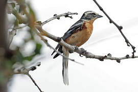 Cinnamon Warbling Finch