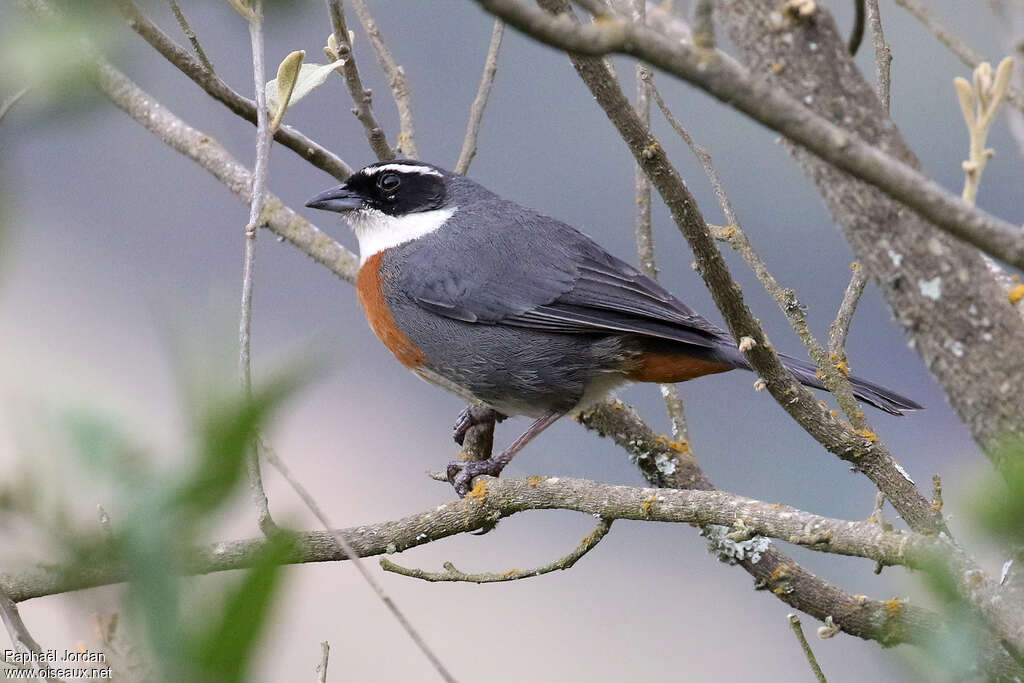 Chestnut-breasted Mountain Finchadult, identification