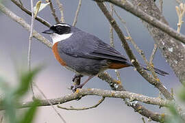 Chestnut-breasted Mountain Finch