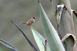 Rufous-backed Inca Finch