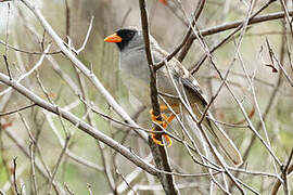 Grey-winged Inca Finch