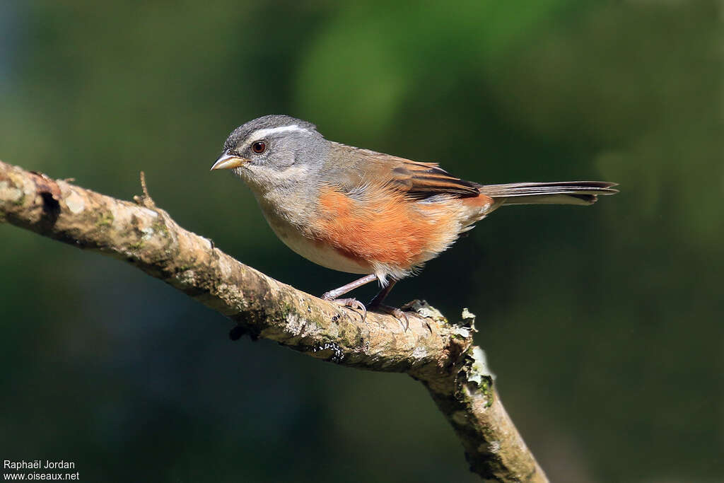 Chipiu de Cabanisadulte, identification