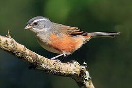 Grey-throated Warbling Finch