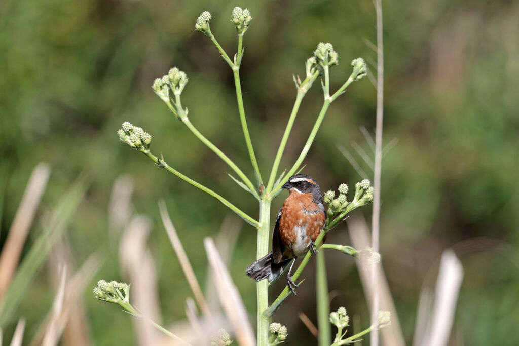 Black-and-rufous Warbling Finchadult