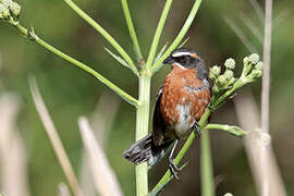 Black-and-rufous Warbling Finch