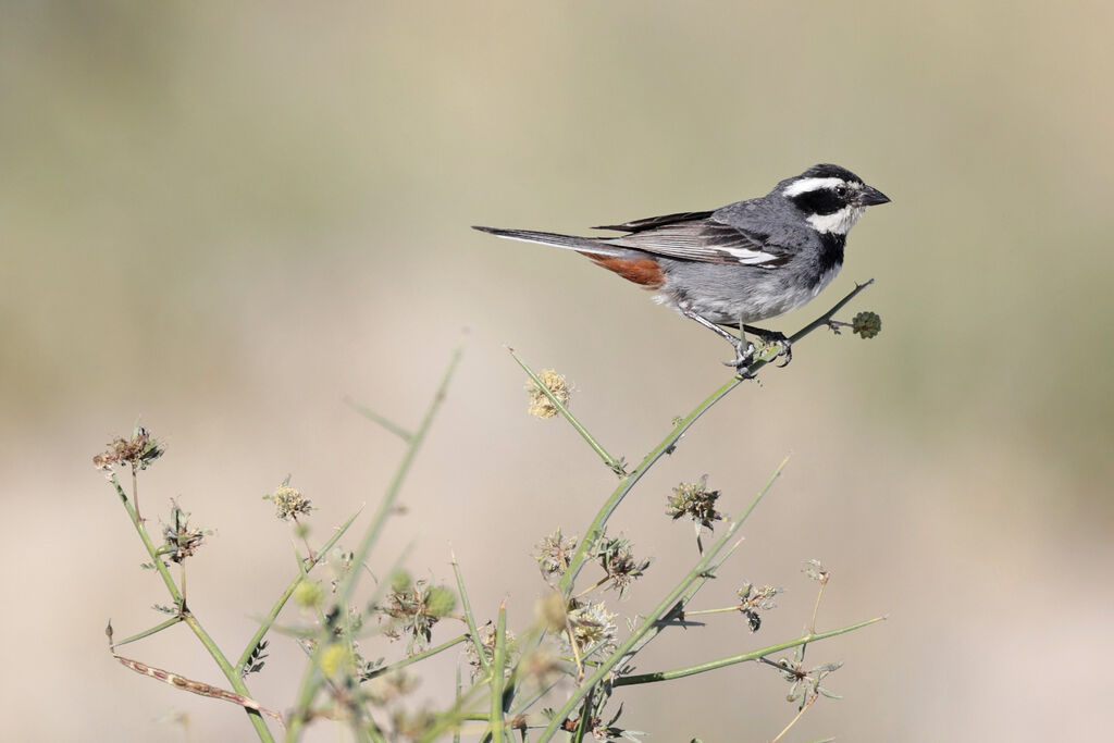 Ringed Warbling Finchadult