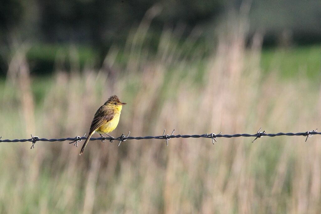 African Yellow Warbleradult