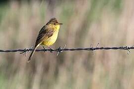 African Yellow Warbler