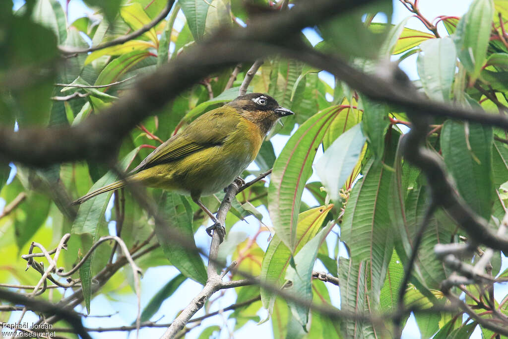 Common Bush Tanageradult, identification