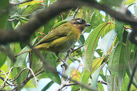 Common Bush Tanager