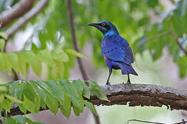 Greater Blue-eared Starling