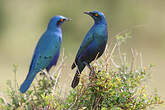 Choucador à oreillons bleus