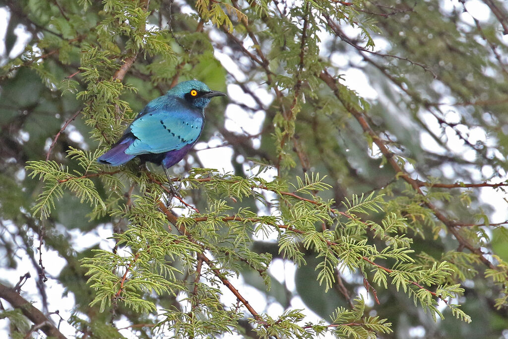 Bronze-tailed Starlingadult