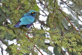 Bronze-tailed Starling