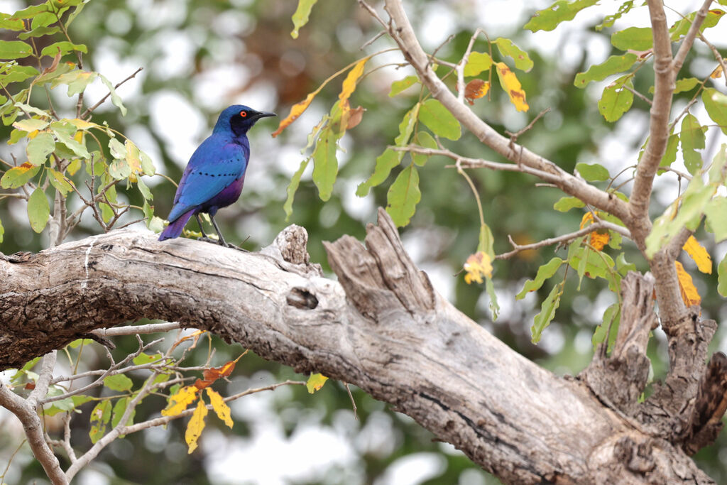 Bronze-tailed Starlingadult