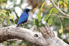 Bronze-tailed Starling