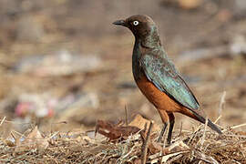 Chestnut-bellied Starling