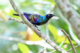 Principe Starling