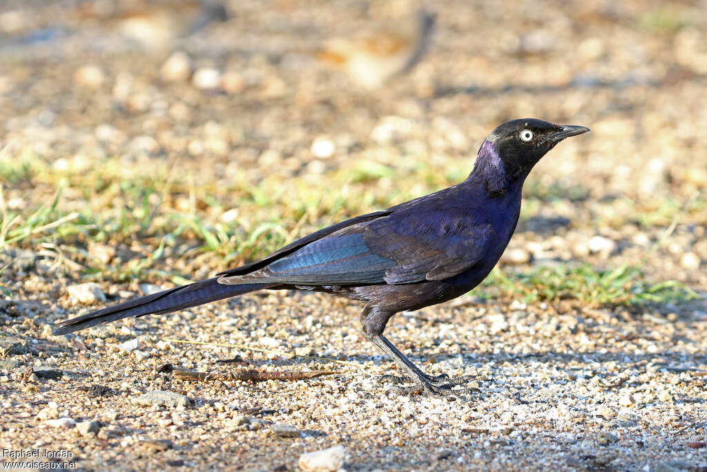 Rüppell's Starlingadult, identification