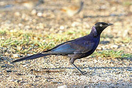 Rüppell's Starling