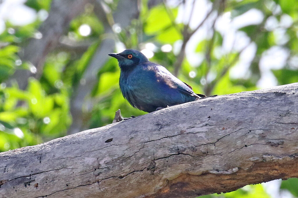 Miombo Blue-eared Starlingadult