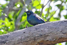 Miombo Blue-eared Starling