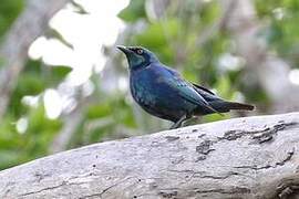 Miombo Blue-eared Starling