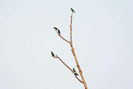 Emerald Starling